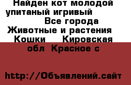 Найден кот,молодой упитаный игривый 12.03.2017 - Все города Животные и растения » Кошки   . Кировская обл.,Красное с.